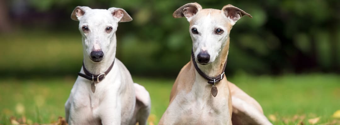 Can Whippets Be Left Alone