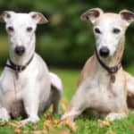 Can Whippets Be Left Alone? How Soon? How Long?