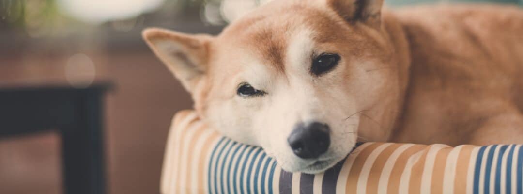 Indestructible Dog Beds