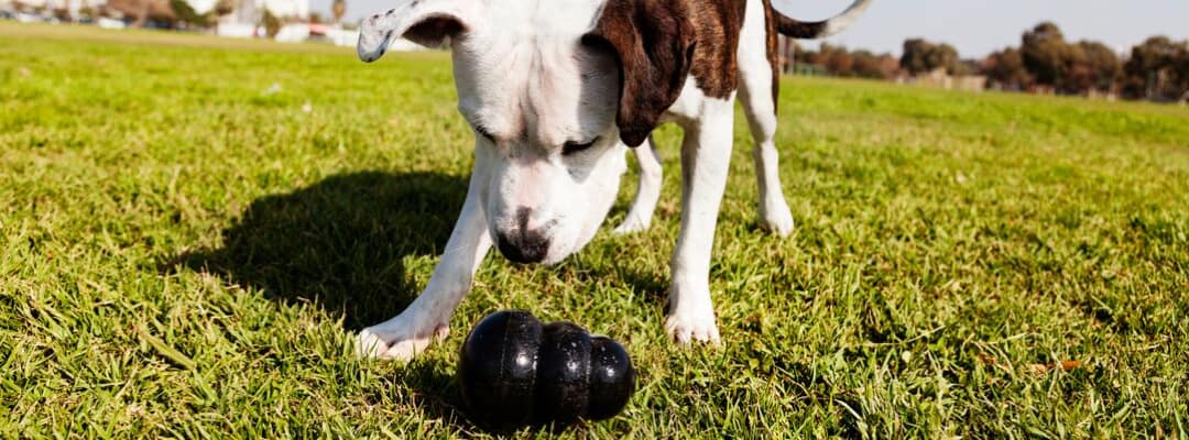 Indestructible Dog Toys for Pit Bulls