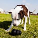 Indestructible Dog Toys for Pit Bulls