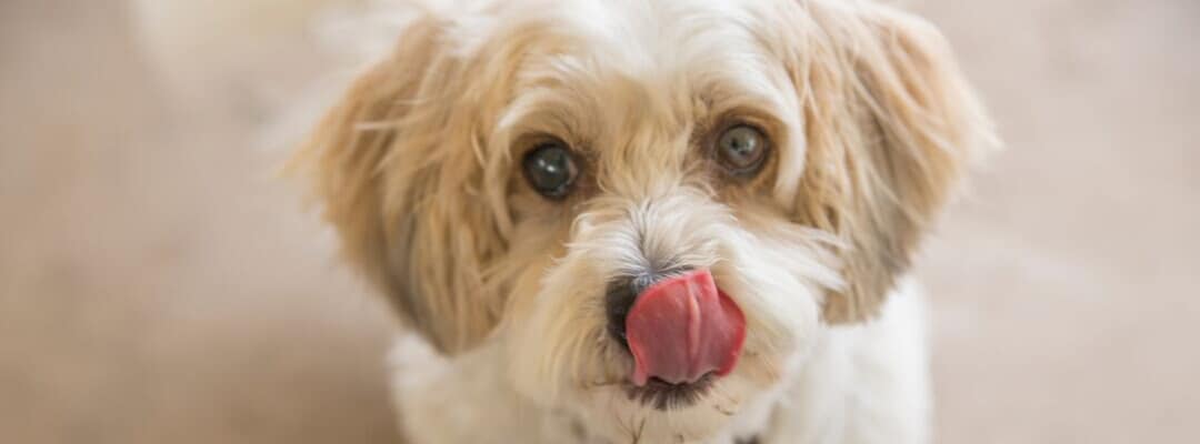 Best Treats For 8 Week Old Puppies