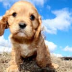 Cavapoo Breeders By State – The Complete List for 2023