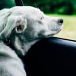 10+ Genius Ways to Get Dog and Pet Hair Out of Your Car (2023)