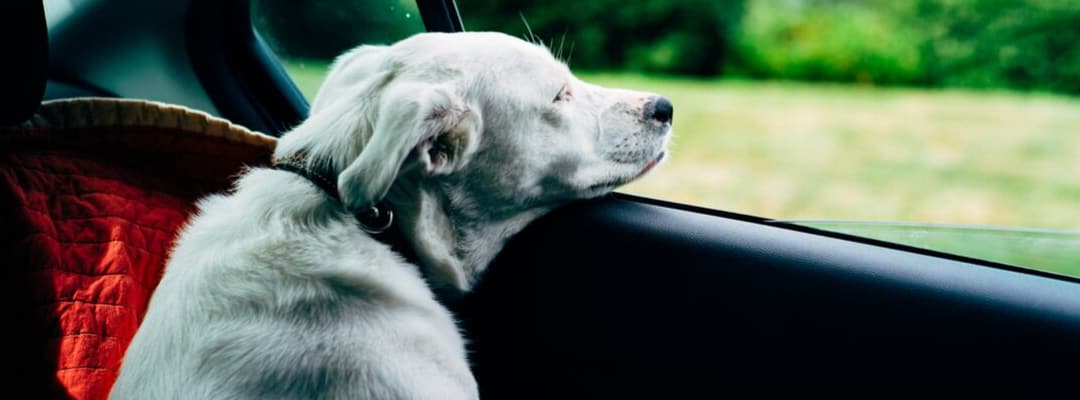 How to Get Dog Hair Out of a Car