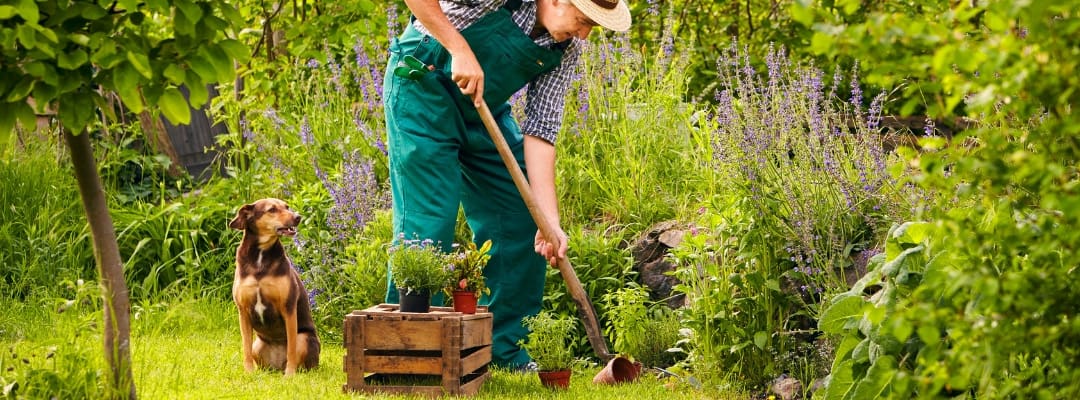 dog repelling plants