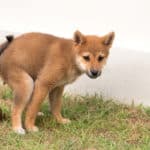 Dog pooping in a yard