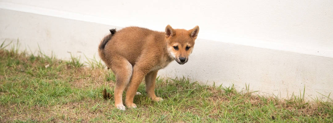 Dog pooping in a yard