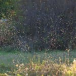 A swarm of gnats in a yard