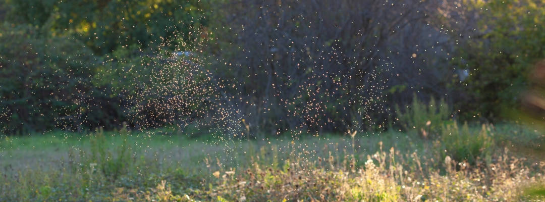 A swarm of gnats in a yard