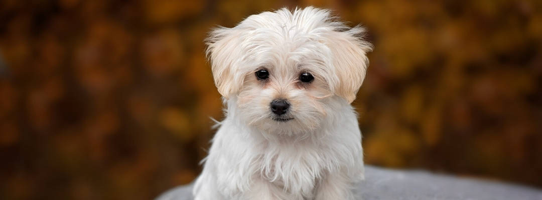 Maltese with brown tear stains