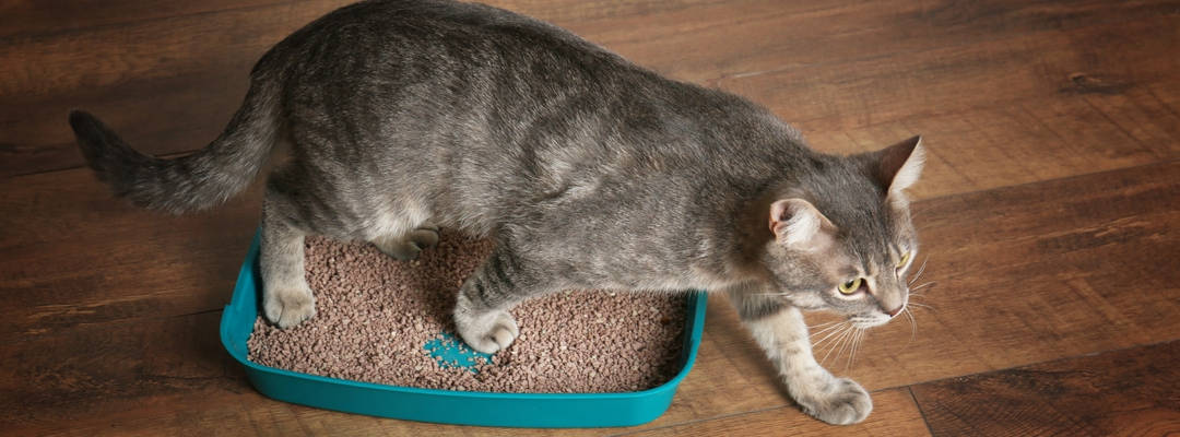 Cat leaving litter box after going poop.