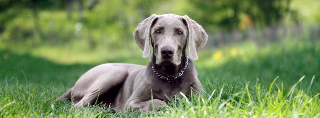 does pumpkin keep dogs from eating poop