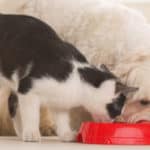 Dog eating cat food from a bowl.