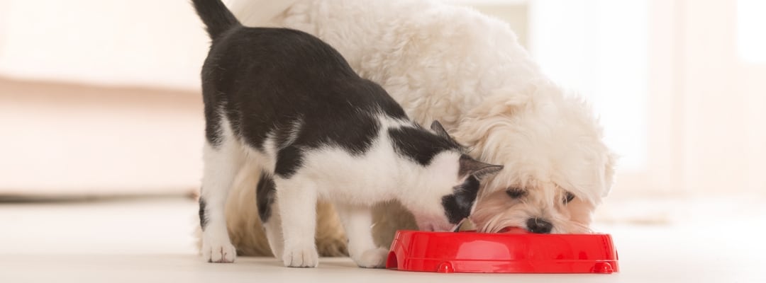 Dog eating cat food from a bowl.