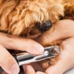 How to Stop a Dogs Nail From Bleeding