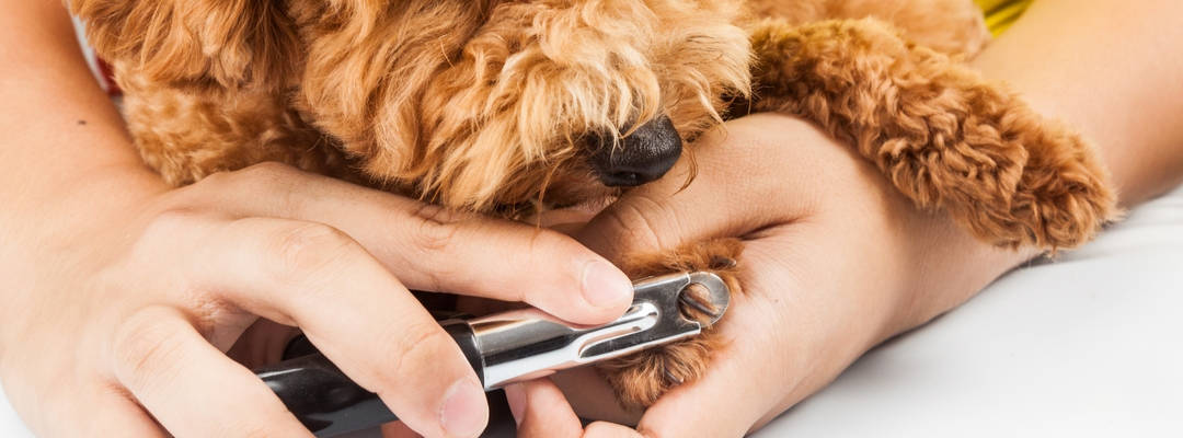 How to Stop a Dogs Nail From Bleeding