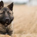 How to Train a Good Guard Dog or Watchdog