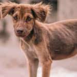 How To Put Weight on a Malnourished Dog the Healthy Way