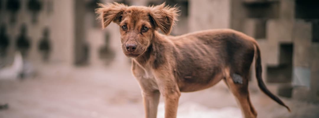 A malnourished dog that needs help gaining weight.