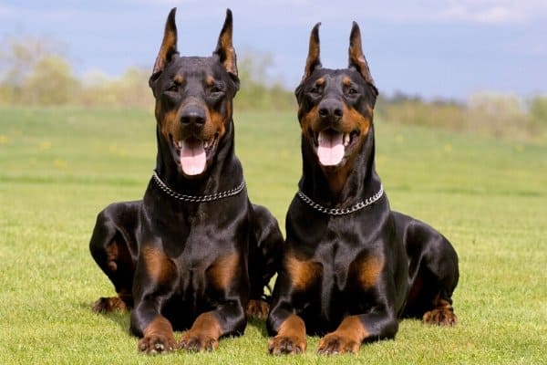 Two Doberman Pinschers sitting on grass