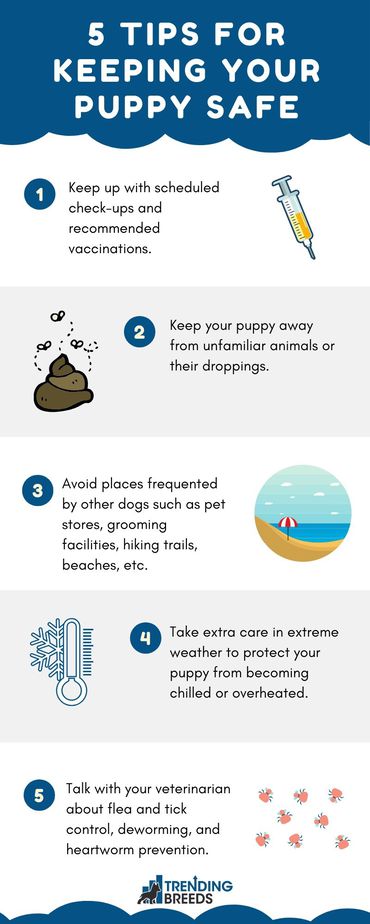 Infographic showing 5 of the top ways to keep a new puppy safe