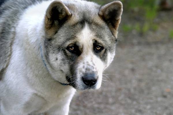 Closeup of a purebred Akita