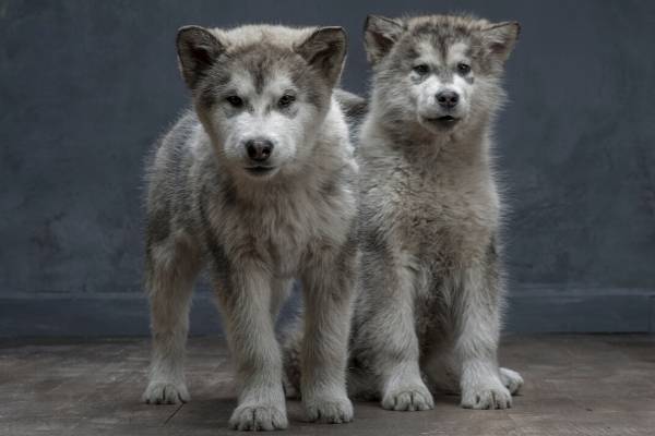 Alaskan Malamute puppies at 4-months old