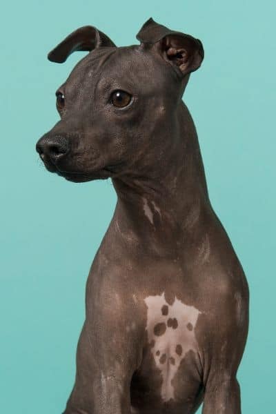 American Hairless Terrier with spotted chest