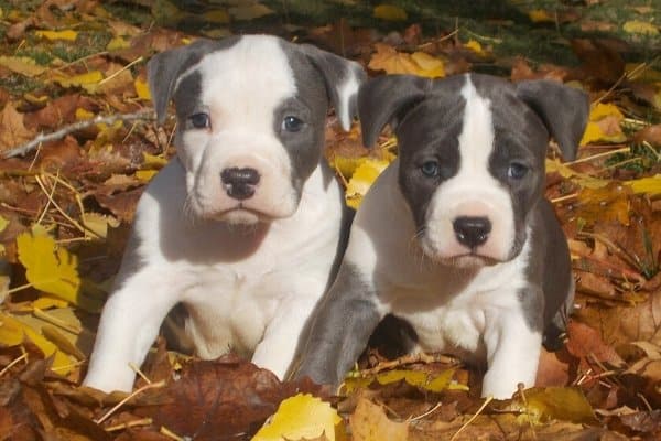 American Staffordshire Terrier Blue Eyes