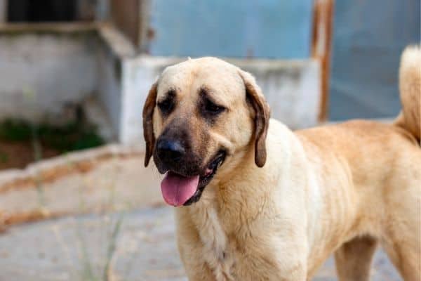 Anatolian Shepherd Dog