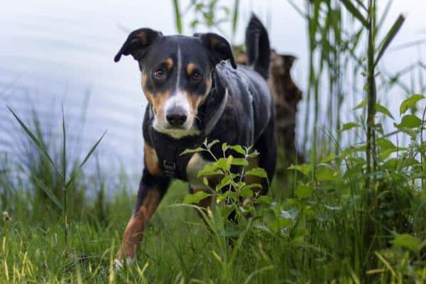 Appenzeller Sennenhund in tall grass