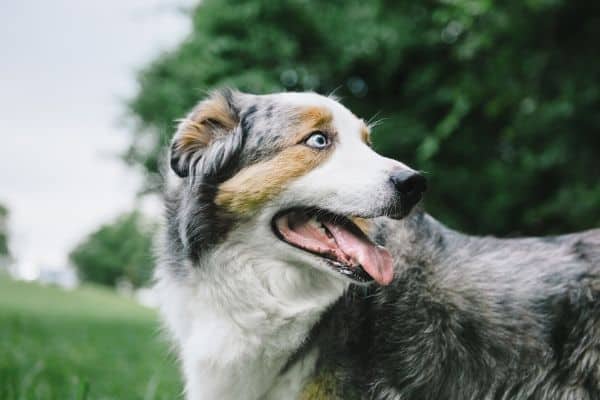 Australia Shepherd Dog with Blue Eyes