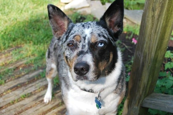 blue eyed blue heeler