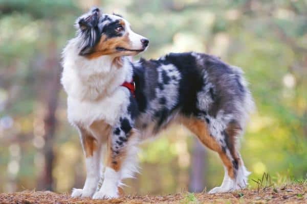 Calico Dogs: What Are They & What They’re Really Called! (2024)