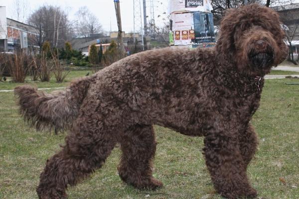 Barbet French Water Dog