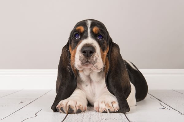 blue eyed basset hound