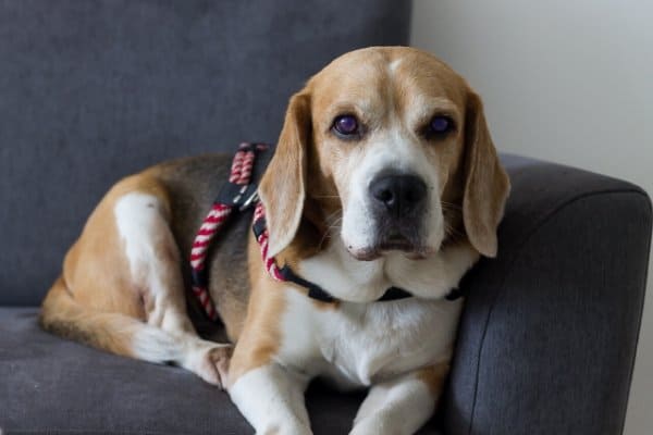 Beagle with Blue Eyes laying on the couch