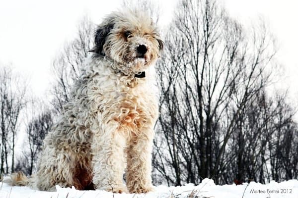 Bergamasco Sheepdog in the snow