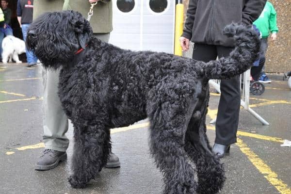 Black Russian Terrier (AKA the Chornyi Terrier)