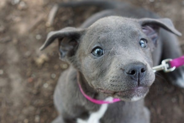 grey eyed pitbull