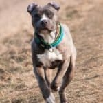 Blue Nose Pitbull running in a field