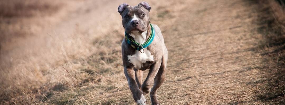 Blue Nose Pitbull running in a field