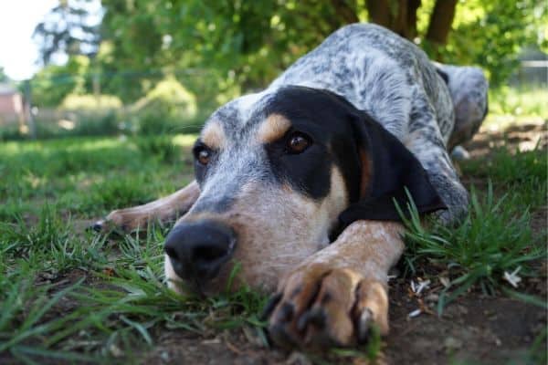 Bluetick Coonhound laying in grass