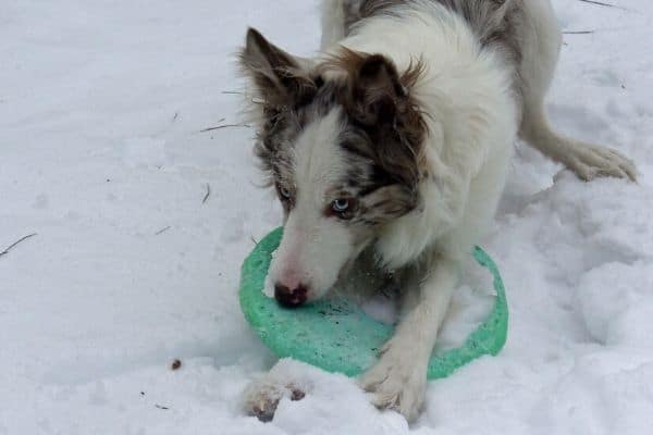 Border Collie with Frisbee in the snow