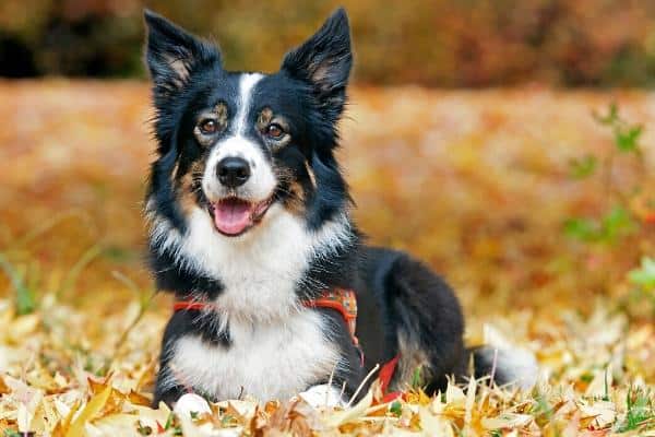 Border Collie laying in leaves