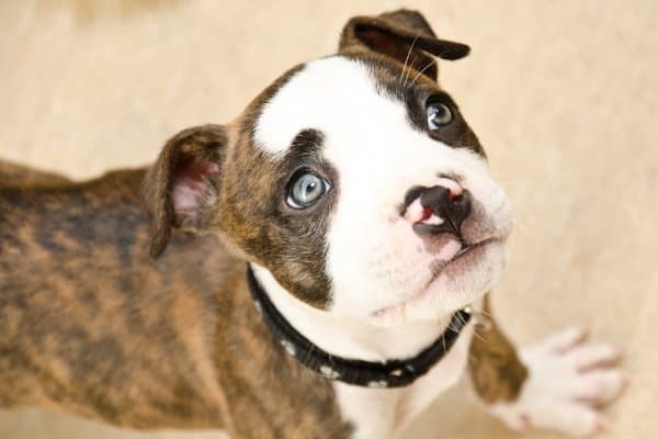 Boxer Dog with Blue Green Eyes