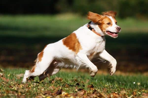 Brittany dog running through a park