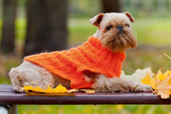 Brussels Griffon dog wearing a sweater