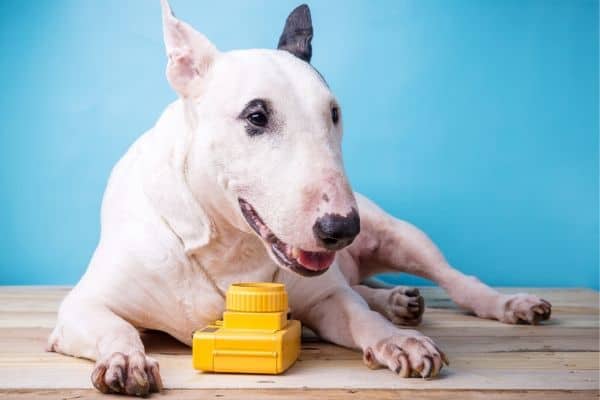 Bull Terrier with toy camera